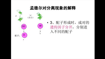 《孟德爾對分離現(xiàn)象的解釋》高一生物-榆林高新區(qū)完全中學(xué)-李杰-陜西省首屆微課大賽