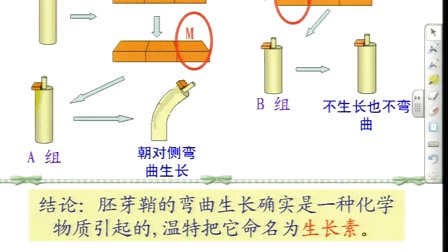 陜西省示范優(yōu)質(zhì)課《植物生長素的發(fā)現(xiàn)2-2》人教版高一生物,，西安市鐵一中學(xué)：張兮