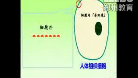 《生物膜的流動(dòng)鑲嵌模型》高一生物-鄭州回中：唐寧